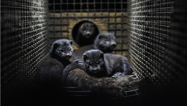 minks on fur farms