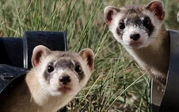 the black footed ferret behavior