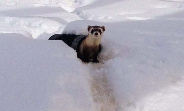 the black footed ferret population