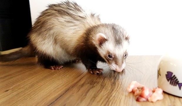 what to feed a sick ferret