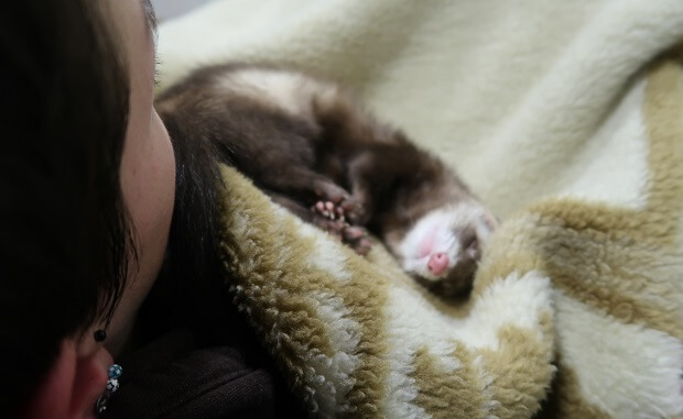 working ferret as support animal