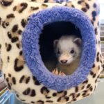 Are All Ferrets Deaf And How To Live With A Deaf Ferret