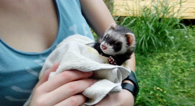 Bathing ferrets when dirty