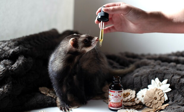 Feed Your Ferret More