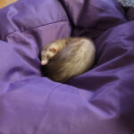 Guide For Finding Baby Ferrets For Sale Near Me Or Online