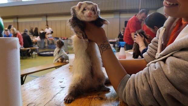 Whippet ferret store