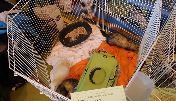 Reduce ferret activity