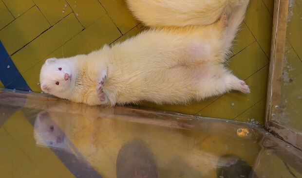 Seasonal weight loss ferrets