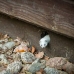 Wild Ferret Animals ArcticSnow Ferret, European & More