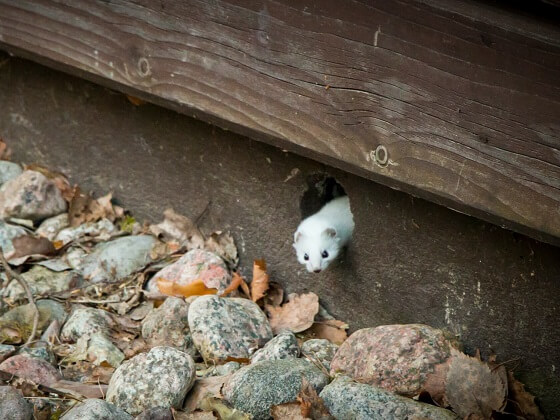 Wild Ferret Animals ArcticSnow Ferret, European & More