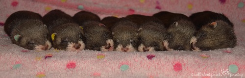 Baby ferrets store for sale