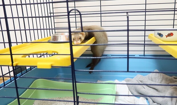 Ferret babies for sale best sale near me