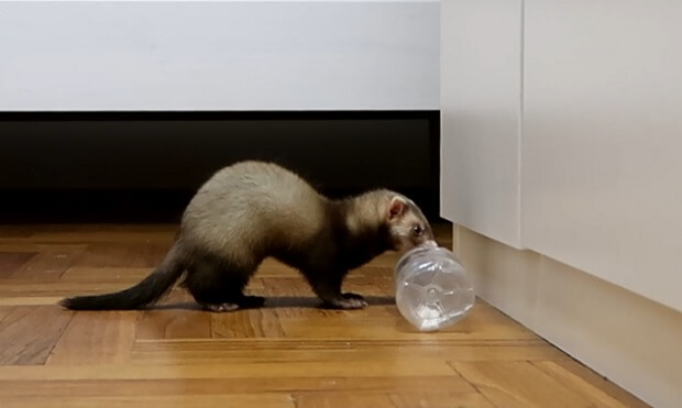 Polecat ferret best sale for sale