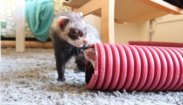 deaf ferret can be aggressive