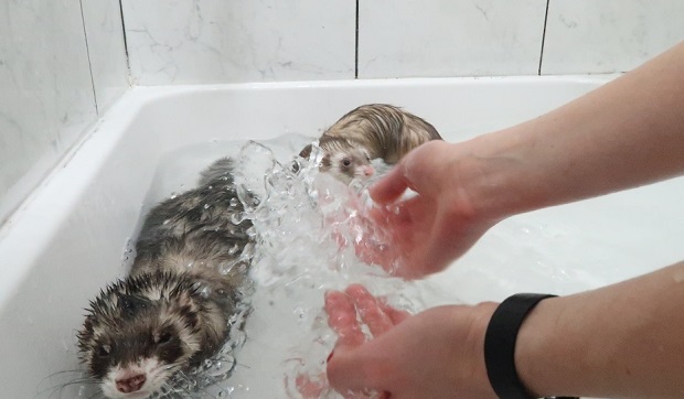 do ferrets like to play in water