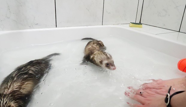 do ferrets like water