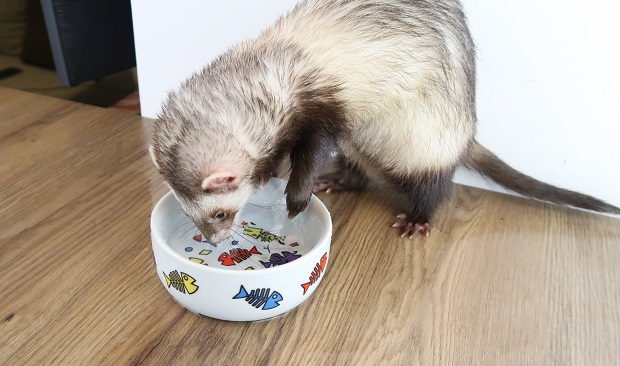 ferret digging in water bowl