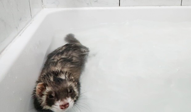 ferret standing in water