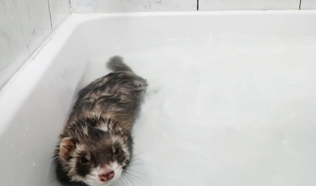 Ferret in hot sale water