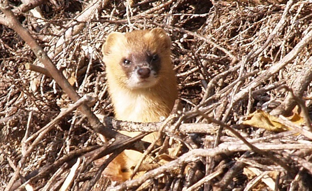 japanese ferret weasel