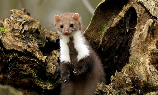 marten ferret