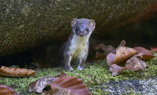 stoat weasel ferret