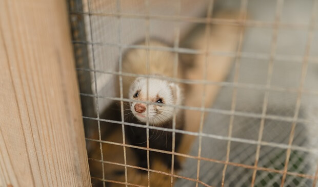 Ferret Farm Ferrets