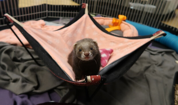 Ferrets from good breeders