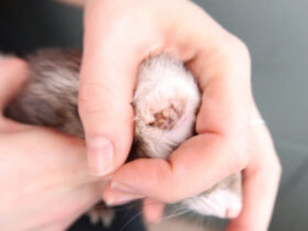 How To Clean Ferret Ears The Proper Way Guide With Steps