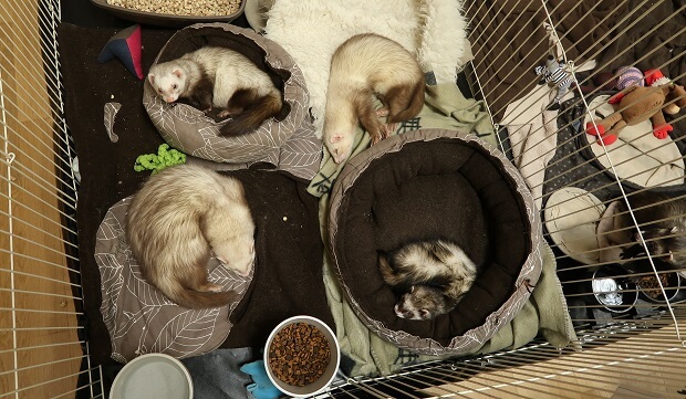 Pick A Ferret To Adopt