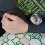 Why Should You Avoid Buying Cheap Ferrets For Sale