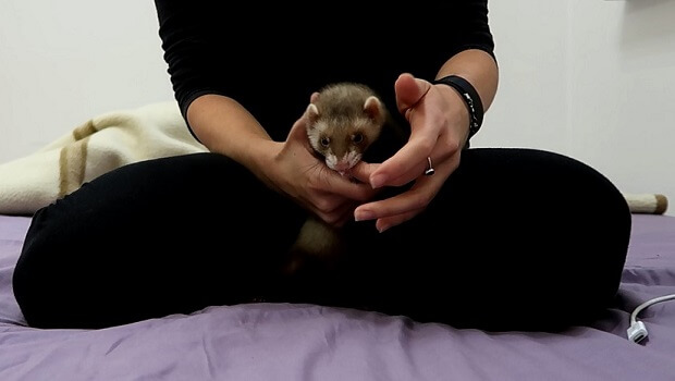 cheap baby ferrets for sale aren't socialized