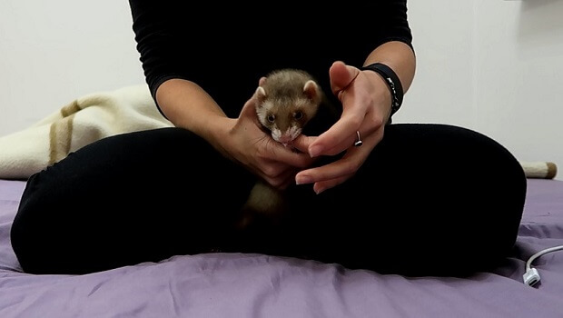 Cheap baby ferrets cheap for sale