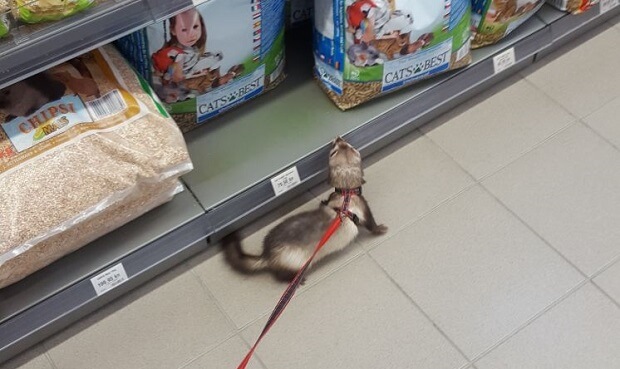 ferret for sale near me cheap