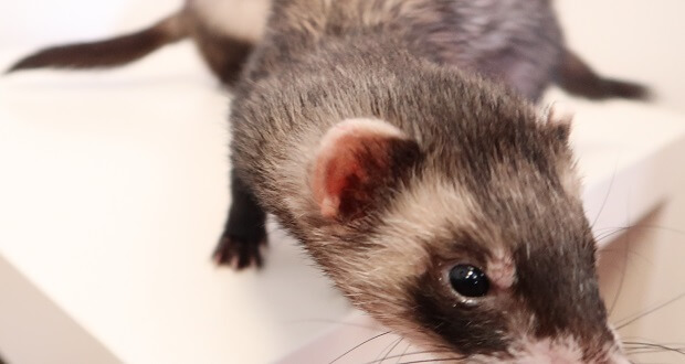 how do you clean a ferret's ears