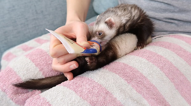 how to clean your ferret's ears with treats