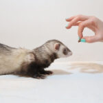 Best Ferret Treats What Are Good Snacks For Ferrets