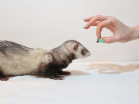 do ferrets eat mealworms