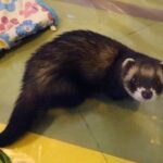 Ferret Polecat Hybrid Should You Get One For Your Family