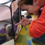 Guide For Keeping A Ferret As A Pet Everything You Need To Know