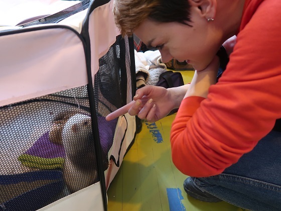 Guide For Keeping A Ferret As A Pet Everything You Need To Know