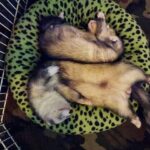 Male And Female Ferret Differences Explained Which One Is For You