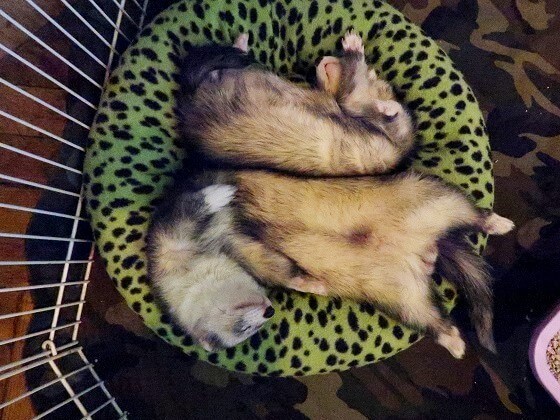 Male And Female Ferret Differences Explained Which One Is For You