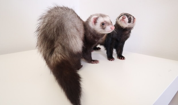 Stores that sell store ferrets near me