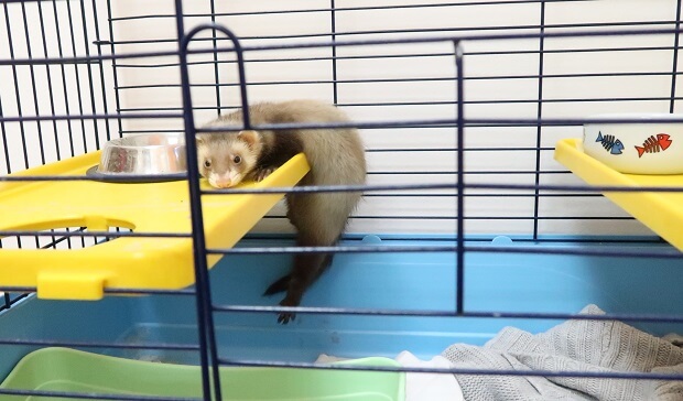 baby ferret in cage