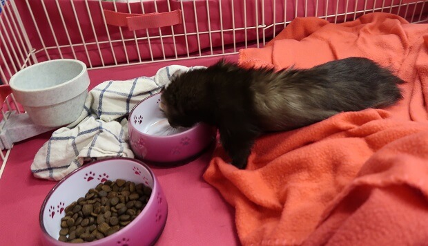 best cat food for ferrets