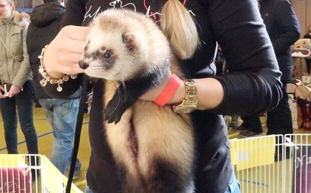 Female ferret hot sale