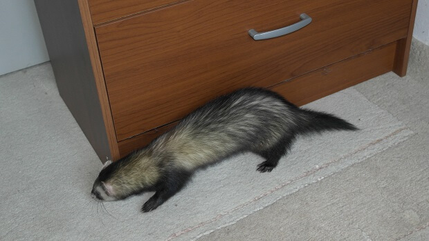 can i have a ferret as a pet