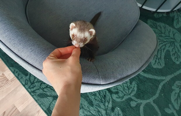 can you train a ferret with treat