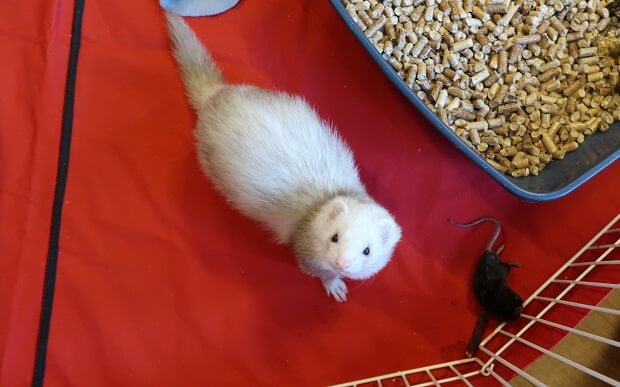 do ferrets eat mice